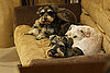 Do Tell: Group Names For Pets?