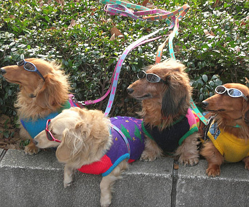 I've Got a Posse I've Got a Posse
