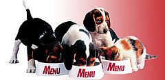 Pet Food Recall Update - Was it Rat Poison???