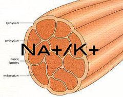 You Asked: Potassium and Sodium, What Is the Connection? You Asked: Potassium and Sodium, What Is the Connection?