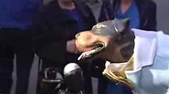 Triumph The Comic Insult Dog At The Tony's Triumph The Comic Insult Dog At The Tony's