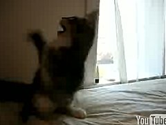 Happy Caturday! Happy Caturday!