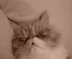 Cute 'N Sleepy