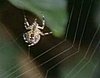 Spiders On Acid