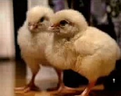 Chick Drama!