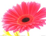 pink gerber