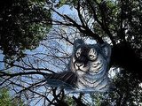 The Tiger - Inspiration fm Tanuj Neogi - Indian Web