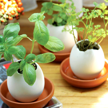 Eggling, $10 (20% discount through Someone Spoil Me)
Eggling, $10 (20% discount through Someone Spoil Me)