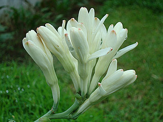 Tuberose 
