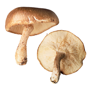 Benefits of Mushrooms For Beauty