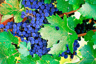 Definition: Vinotherapy