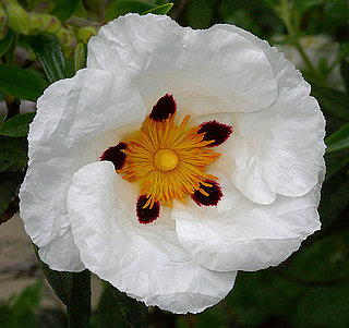 Definition of Labdanum