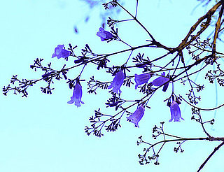 Definition of Jacaranda