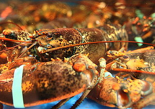 Yummy Links: From Lobster to Burgers