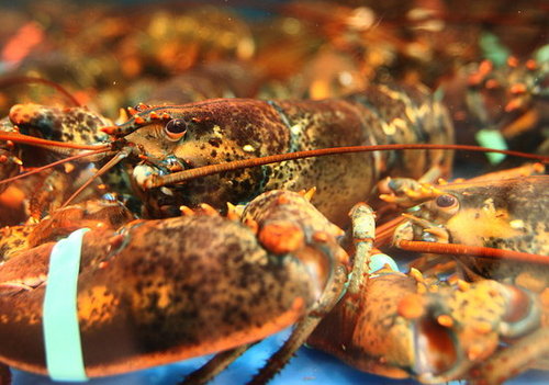 Yummy Links: From Lobster to Burgers