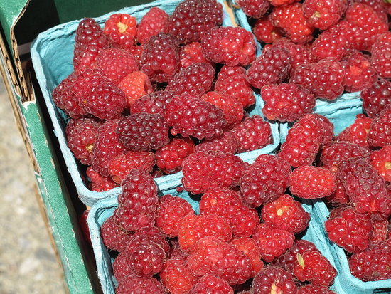 Photo Gallery: Tayberries And Other Berries