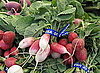 Guide to Radishes