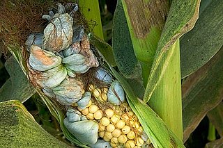 What Is Huitlacoche?