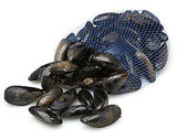 Mussels in Tomato Sauce Recipe 2009-08-25 13:55:29