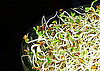 Alfalfa Spouts: Love Them or Hate Them?