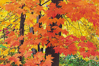 Decorations For a Fall Dinner Party