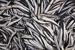 Would You Rather Eat Anchovies or Sardines? Would You Rather Eat Anchovies or Sardines?