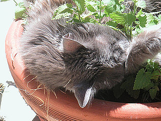 What Do You Know About Catnip?