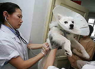 How Much Did You Spend to Spay or Neuter?
