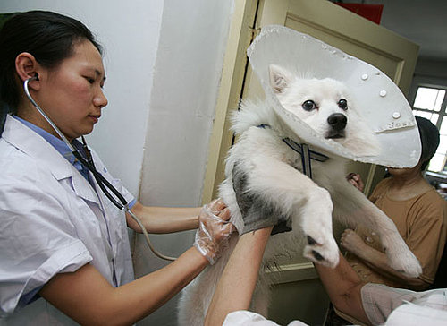 How Much Did You Spend to Spay or Neuter?