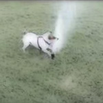 Do Tell: Dog's View of Sprinklers — Time to Attack or Jump Back? 