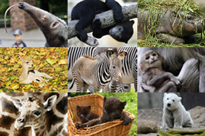 Who Is "Zoo Cute" . . . or the zoo cutest, I should say? Who Is "Zoo Cute" . . . or the zoo cutest, I should say?