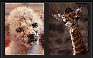 Pick the Cutest Zoo Baby For a Chance to Win Big!