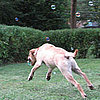 Bubble Blowers: 6 Ways For Pups to Pop! 