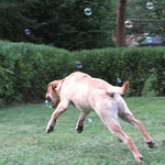 Bubble Blowers: 6 Ways For Pups to Pop! Bubble Blowers: 6 Ways For Pups to Pop!
