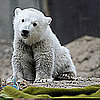 Who Is "Zoo Cute" in Berlin?
