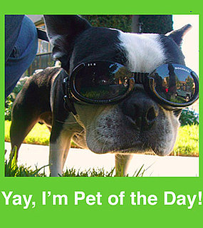 Have You Submitted Your Adorable Pet Photos Yet?!