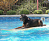 Pet Pic of the Day: Surf's Up, Trooper!