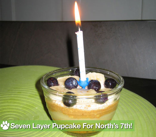 PetSugar's Original Seven Layer Pupcake Recipe PetSugar's Original Seven Layer Pupcake Recipe