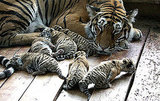 Photos of Tiger Cubs