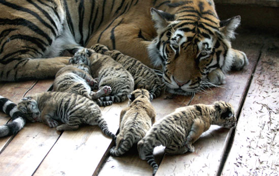 Photos of Tiger Cubs 2009-06-19 13:14:42 Photos of Tiger Cubs 2009-06-19 13:14:42