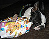 Would You Feel Guilty Leaving a Pet on His Birthday?