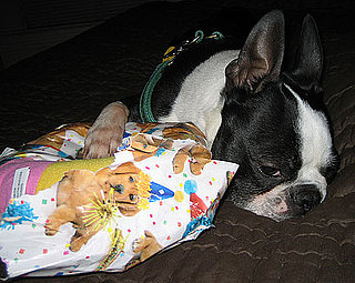 Would You Feel Guilty Leaving a Pet on His Birthday?