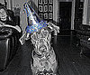 Pet Pic of the Day: Dante's Top Dog In a Party Hat