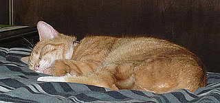 Check Out the Top 10 Wackiest Names For Cats and Dogs!