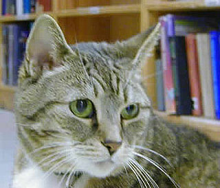 Does Your Local Bookstore or Library Have a Resident Cat?