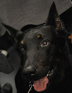 Guess What Breed?