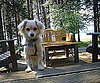 Pet Pic of the Day: Sitting on the Dock . . . 