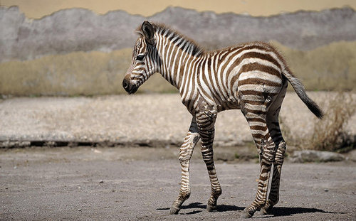 Primo, the Primo Zebra Primo, the Primo Zebra