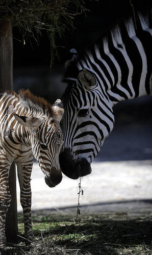 Primo, the Primo Zebra Primo, the Primo Zebra