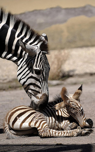 Primo, the Primo Zebra Primo, the Primo Zebra